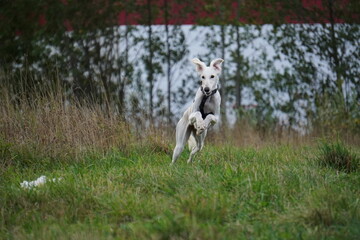 Tazy dog run in the meadow autumn