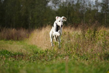 Tazy dog run in the meadow autumn