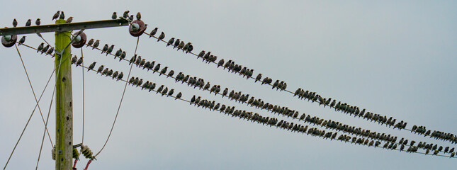 Flock of starlings (Sturnus vulgaris) on a power line - 656466385