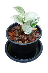 Dieffenbachia is sacred tree.The leaves are green and white stripes. Do not like the sun but like the shade.