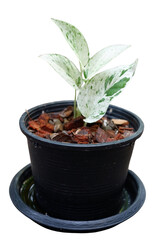 Dieffenbachia is sacred tree.The leaves are green and white stripes. Do not like the sun but like the shade.