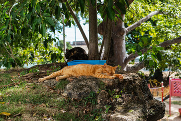 Homeless orange cat taking a nap in a park from el morro san juan puerto rico