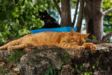 Homeless orange cat taking a nap in a park from el morro san juan puerto rico