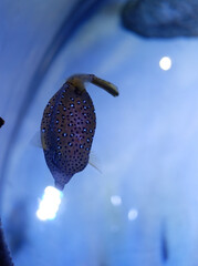 The boxfish is floating in the water.