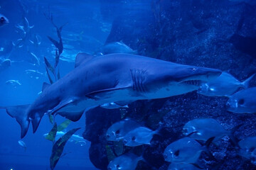 Fototapeta premium Shark is swimming in the dark deep sea.