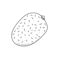 Kiwi hand drawn doodle by ink and pen sketch. Doodle kiwi fruit isolated on white background