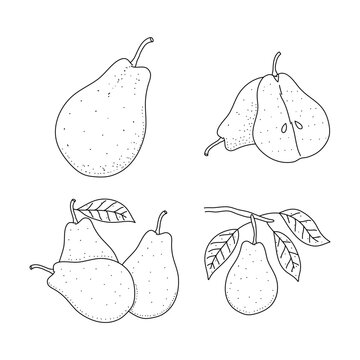 Pears in sketch freehand style collection. Hand drawn doodle pears isolated on white background