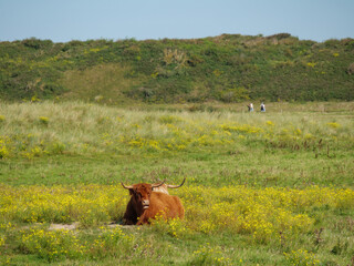 Die  Insel Langeoog