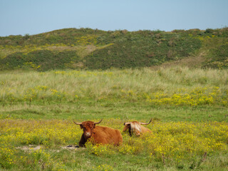 Die  Insel Langeoog