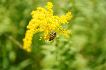Bee on yellow flowers