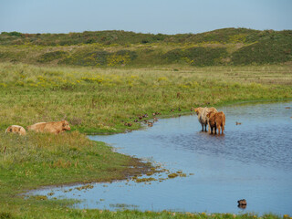 Die  Insel Langeoog