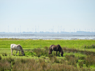Obraz premium Die Insel Langeoog