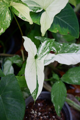 Obraz premium Dieffenbachia is sacred tree.The leaves are green and white stripes. Do not like the sun but like the shade.