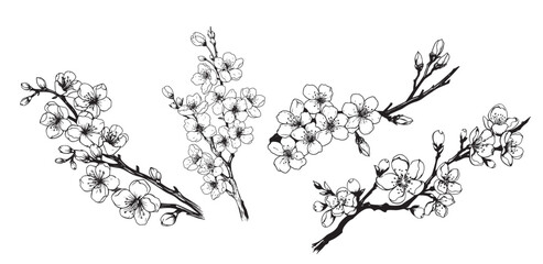 Set of sakura branches hand drawn sketch illustration ,Flower trees © BigJoy