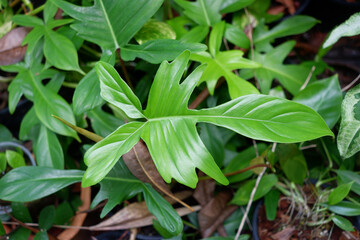 Dieffenbachia is sacred tree.The leaves are green and white stripes. Do not like the sun but like the shade.