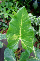 Dieffenbachia is sacred tree.The leaves are green and white stripes. Do not like the sun but like the shade.