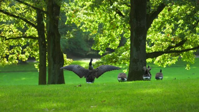Canada geese in a meadow under the trees