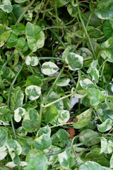 The ivy has green leaves with white edges, very beautiful.