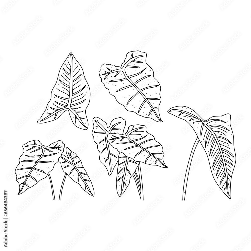 Sticker Alocasia leaf set in a linear style. Botanical illustration isolated on white background. Element of linear design. Hand drawn sketch.