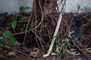 Tree trunks in the rainy season are infected with fungi and ferns.