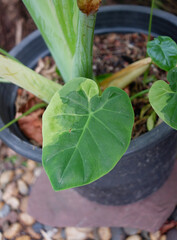 Dieffenbachia is sacred tree.The leaves are green and white stripes. Do not like the sun but like the shade.