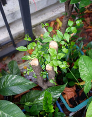 The gardenia tree was cut down and is growing new leaves.