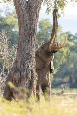 Fototapeta premium Elephant reaching into a tree 2