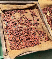 Roasted cocoa beans ready for making chocolate, Costa Rica. - 656497989