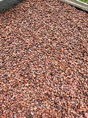 Roasted cocoa beans ready for making chocolate, Costa Rica.