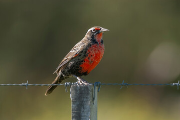 Long tailed Meadowlark, perched in Pampas grassland environment, La Pampa Province, Patagonia, Argentina.