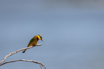 Little Bee Eater perched on a branch