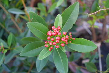 Bouquet of red flowers has fringed lines after the petals fall off.