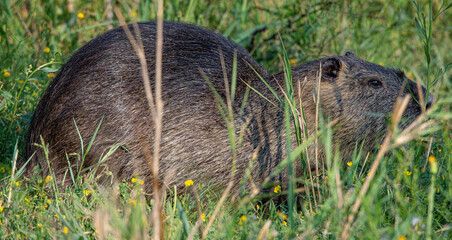 The nutria (Myocastor coypus), also known as the coypu,is a large, herbivorous semiaquatic rodent