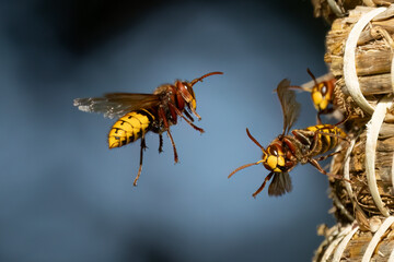 Europäische Hornisse (Vespa crabro)
