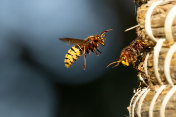 Europäische Hornisse (Vespa crabro)