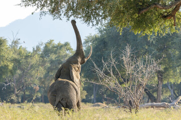 Elephant reaching into a tree 1 © Clint Austin
