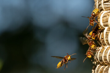 Europ&auml;ische Hornisse (Vespa crabro)