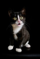 Funny tuxedo kitten on a black background looks surprised. Vertical image. with copy space. 
