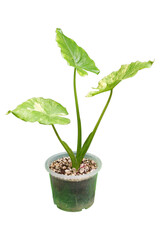 Dieffenbachia is sacred tree.The leaves are green and white stripes. Do not like the sun but like the shade.
