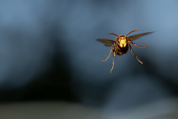 Europäische Hornisse (Vespa crabro)
