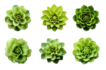 Selection of various green flowers isolated on a transparent background