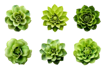 Deurstickers Selection of various green flowers isolated on a transparent background © degungpranasiwi