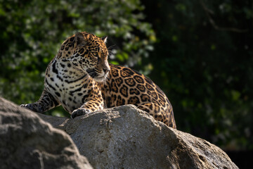Jaguar - Panthera onca, portrait of beautiful large cat from South American forests, Amazon basin, Brazil. © David