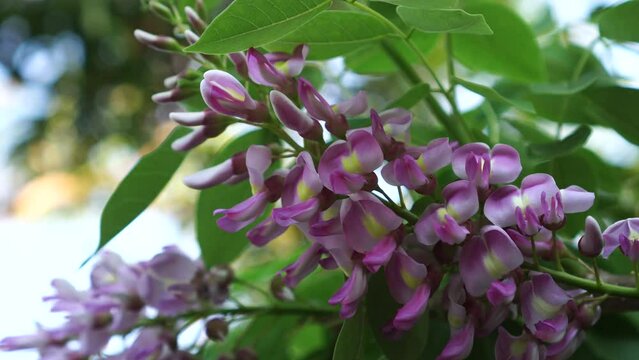 flowers of Gliricidia sepium