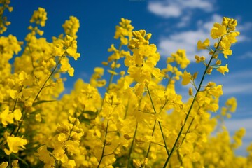 Corner frame of yellow flowers in a field of rapeseed blossoms. Generative AI