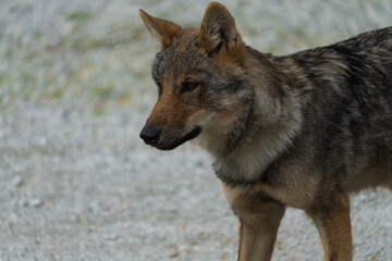 Young Grey Wolf (Canis lupus lupus)