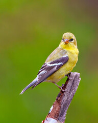 American Goldfinch Photo and Image. Female close-up side view perched on a branch with a green background in its environment and habitat.