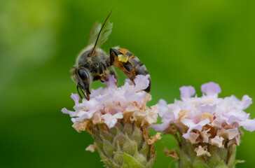 Bee foraging in the shade of a winter afternoon