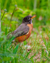 American Robin Photo and Image.  Robin head close-up side view standing in marsh grass ground in its environment.