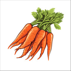 Carrots Illustration Vector Isolated on white 